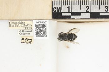 Media type: image;   Entomology 785752 Aspect: labels